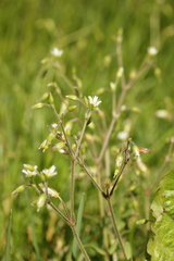 Cerastium holosteoides