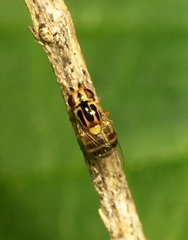 Thaumatomyia notata