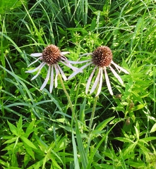 Echinacea pallida