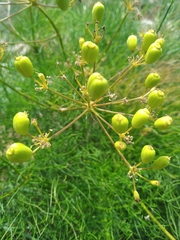Prangos trifida