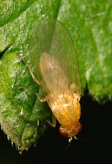 Sapromyzosoma quadricincta