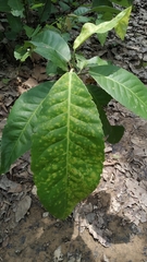 Croton persimilis