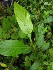 Tadehagi triquetrum