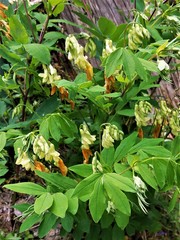 Lathyrus laevigatus occidentalis