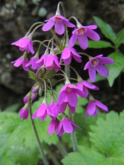 Primula matthioli