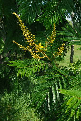Peltophorum dubium