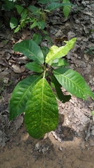 Croton persimilis