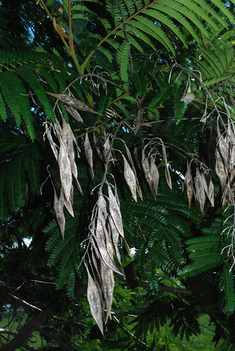 Peltophorum dubium