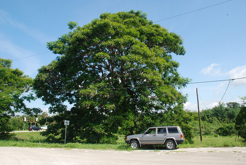Peltophorum dubium