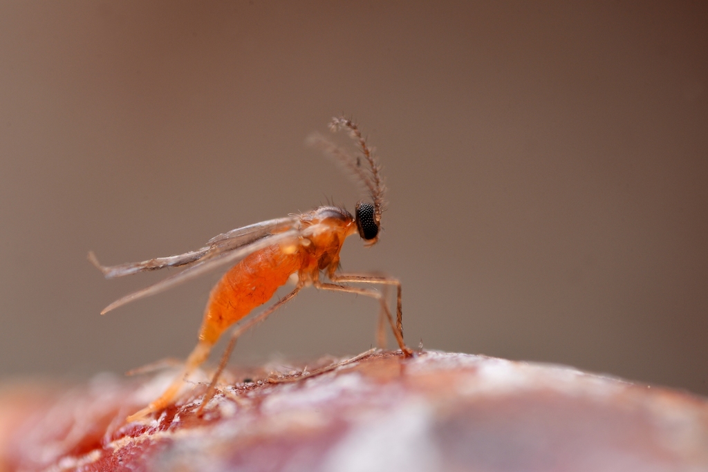 Gall and Forest Midges