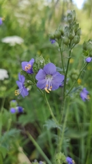 Polemonium caeruleum