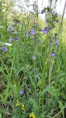 Polemonium caeruleum