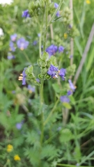 Polemonium caeruleum