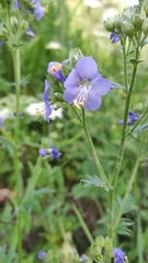 Polemonium caeruleum