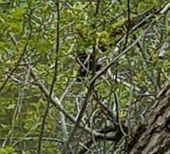 Dryobates albolarvatus