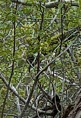 Dryobates albolarvatus