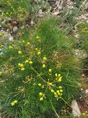 Prangos trifida