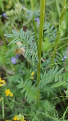 Polemonium caeruleum