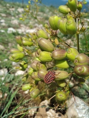 Prangos trifida