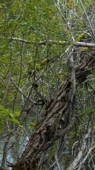 Dryobates albolarvatus