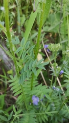 Polemonium caeruleum