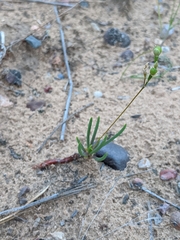 Phemeranthus rugospermus