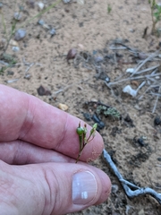 Phemeranthus rugospermus