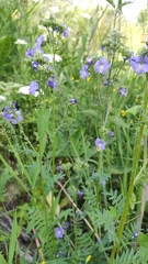 Polemonium caeruleum