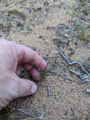 Phemeranthus rugospermus