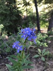 Hackelia velutina