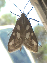 Diastictis robustior