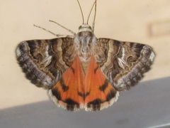 Drasteria mirifica