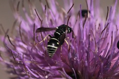 Stenodynerus blandus