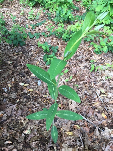 photo of Vascular Plants (Tracheophyta)