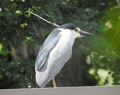 Nycticorax nycticorax