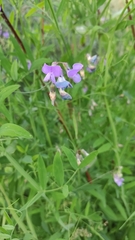 Lathyrus palustris