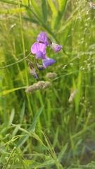 Lathyrus palustris