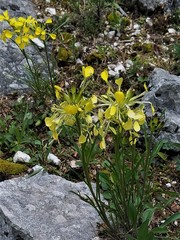Erysimum sylvestre