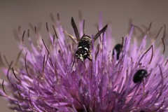 Stenodynerus blandus