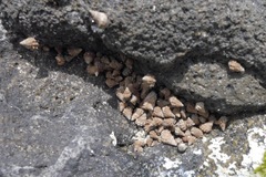 Nodilittorina pyramidalis