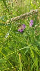 Lathyrus palustris