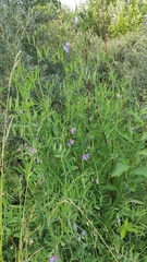 Lathyrus palustris