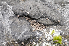 Nodilittorina pyramidalis