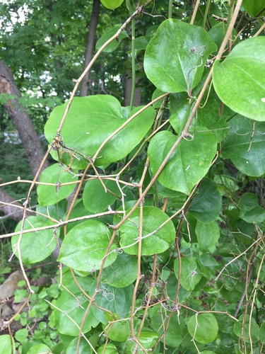 photo of Greenbriers (Smilax)