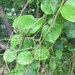 photo of Greenbriers (Smilax)