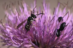 Stenodynerus blandus