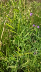 Lathyrus palustris