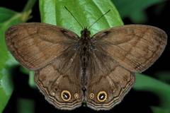 Yphthimoides maepius