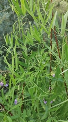 Lathyrus palustris