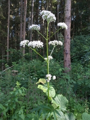 Valeriana excelsa